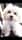 mymochipuppy